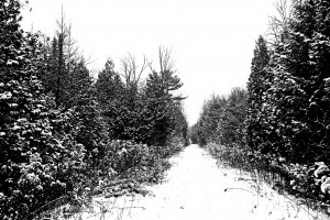 Winter Woods